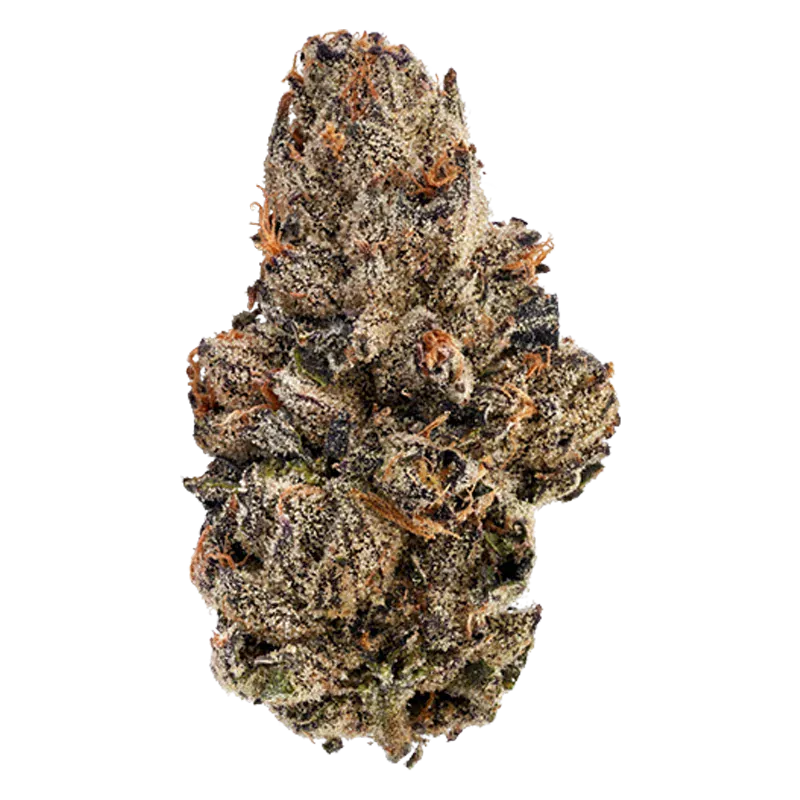 Close-up front view of the dense, frosty Detroit Runtz cannabis bud showing orange pistils and purple-green tones against a white background