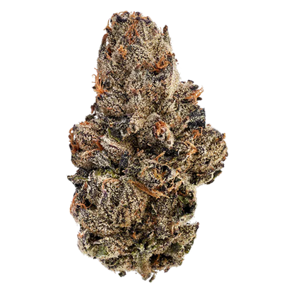 Close-up front view of the dense, frosty Detroit Runtz cannabis bud showing orange pistils and purple-green tones against a white background
