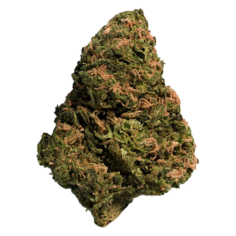 Close-up of a single BC Organic Sun Grown Bonkers cannabis bud showing dense green and orange hairs against a white background