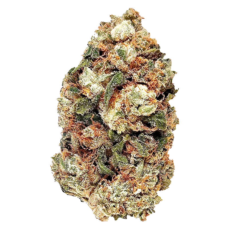 Close-up front view of the Frosted Gumbo cannabis bud showing dense green and orange hairs dusted with frosty trichomes against a white background