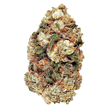 Close-up front view of the Frosted Gumbo cannabis bud showing dense green and orange hairs dusted with frosty trichomes against a white background