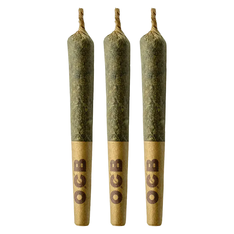 Three upright Grape Gotti PR 3 x 0.5 g pre-rolls with twisted tips and brown branded filter tips shown against a white background