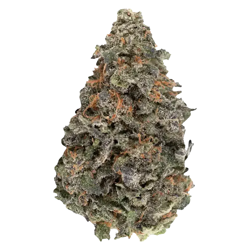 Close-up front view of a single frosty BC Organic Luv Affair cannabis bud with visible orange pistils and dense trichome coverage.