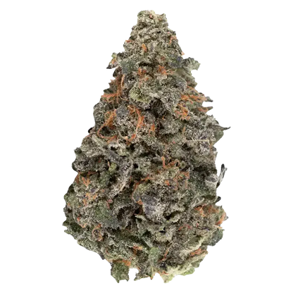 Close-up front view of a single frosty BC Organic Luv Affair cannabis bud with visible orange pistils and dense trichome coverage.