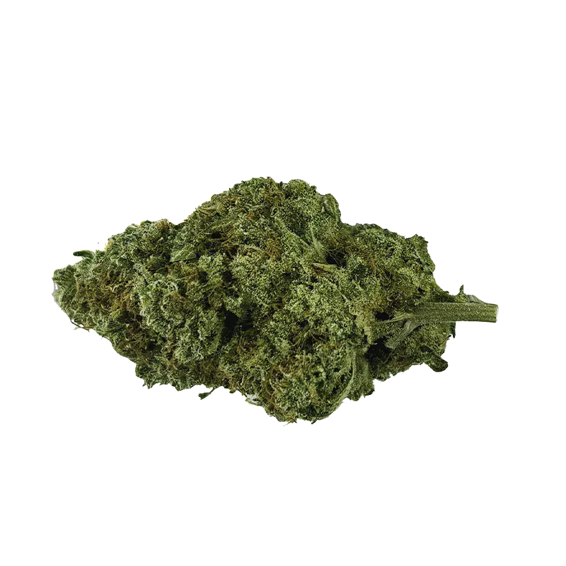 Close-up of a single dense bud of Organic Mango Hashplant shown on white, highlighting its green, frosty trichomes and visible stem.