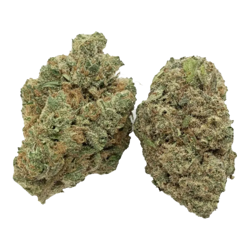 Close-up of two dense buds of Red Pop Rntz set against a white background, showing green leaves, orange hairs, and frosty trichomes.