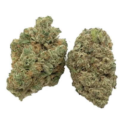 Close-up of two dense buds of Red Pop Rntz set against a white background, showing green leaves, orange hairs, and frosty trichomes.