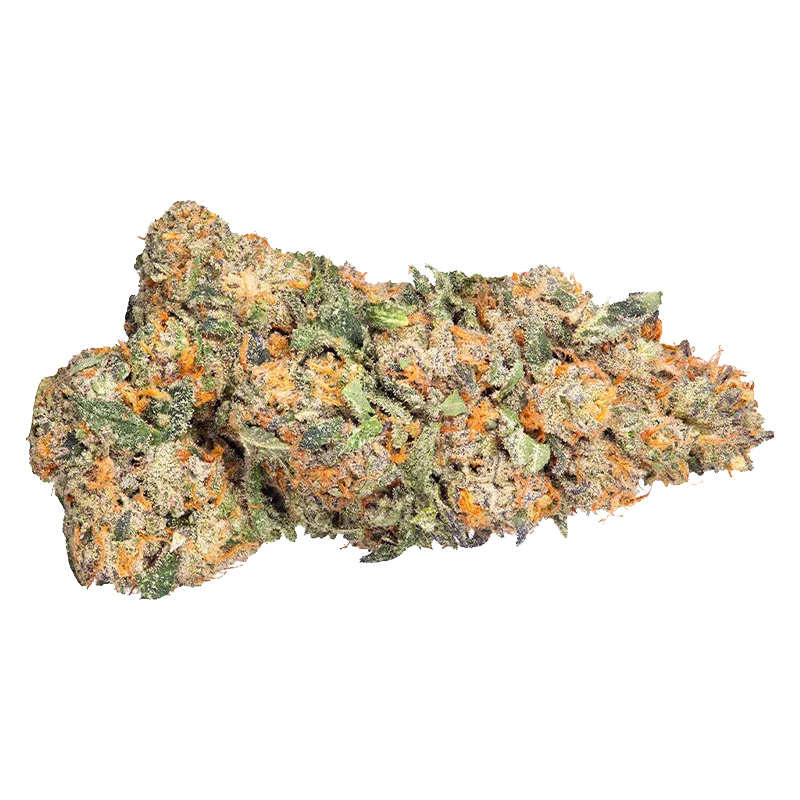 Close-up top view of a frosty Gas Monkey cannabis bud showing green and purple leaves with vibrant orange pistils on a white background.