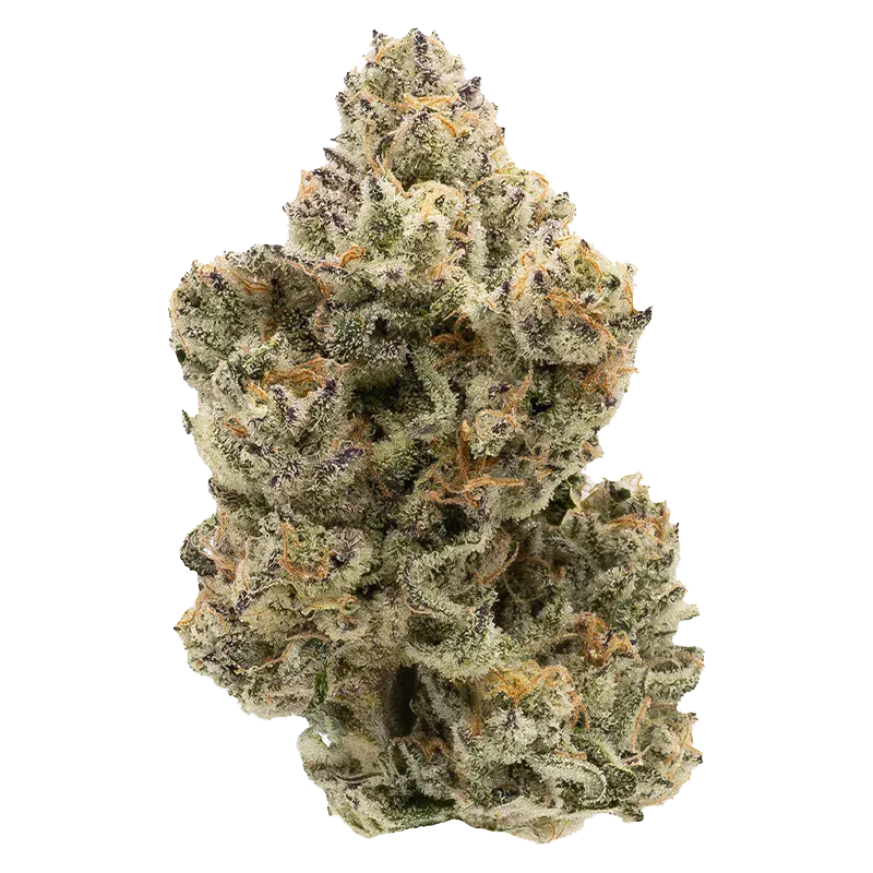 Close-up front view of a single frosty Pineapple Bang cannabis bud, showing dense green and purple leaves with orange hairs against a white background.