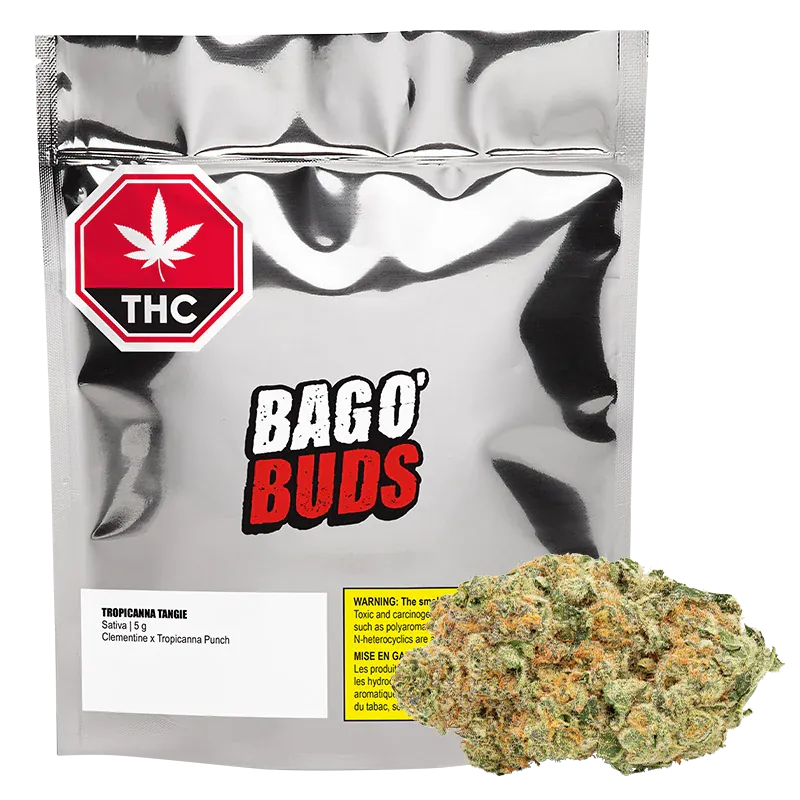 Front view of a silver foil pouch and a single bud, labeled Bag O' Buds Tropicanna Tangie, with a red THC octagon at the top left.