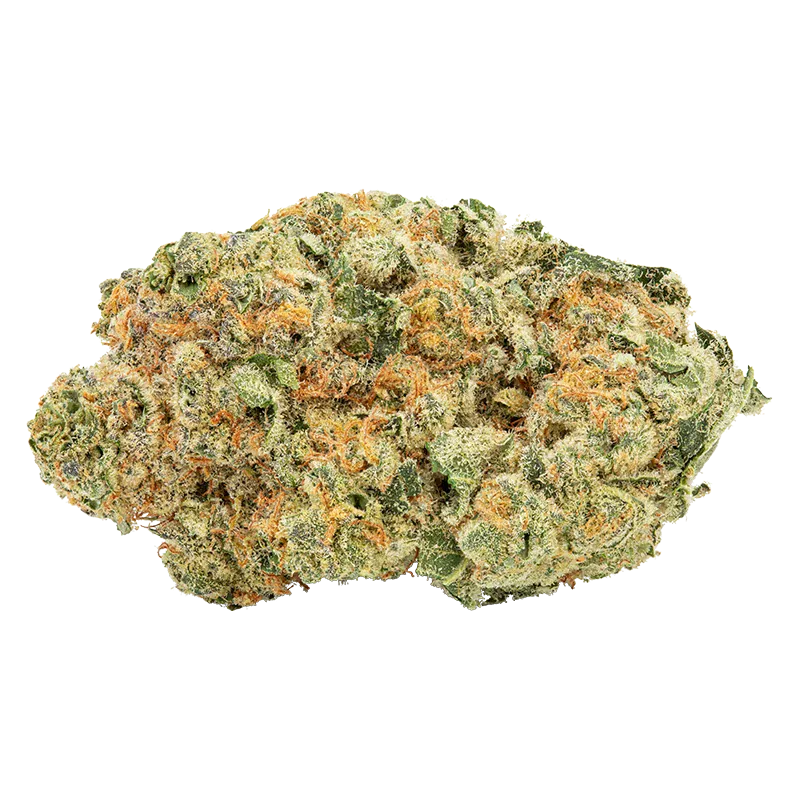 Close-up of a single dense "Tropicanna Tangie" bud showing frosty trichomes and bright orange hairs on green leaves against a white background