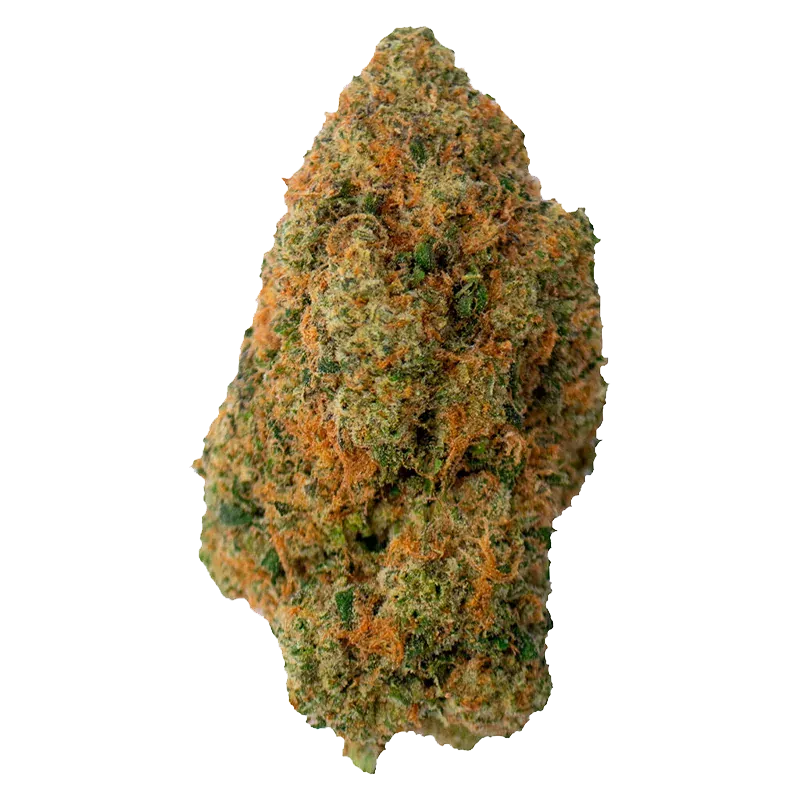 Close-up of a single dense bud of Gas Pack showing green and orange trichome-covered nugs against a white background