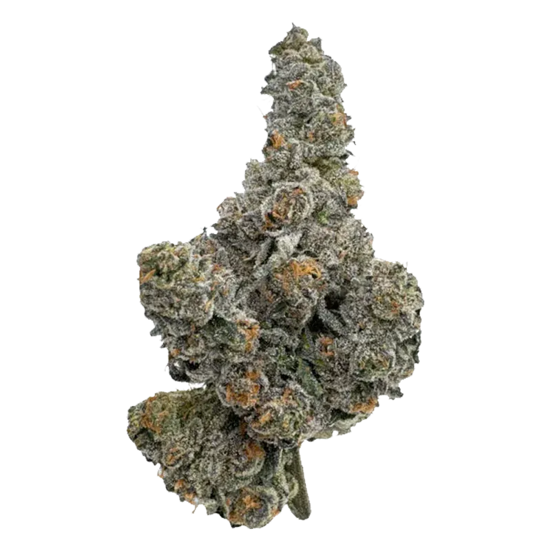 Top-down close-up of a frosty, trichome-covered bud labeled Gastro Pop, showing dense orange pistils and a cone-like shape.