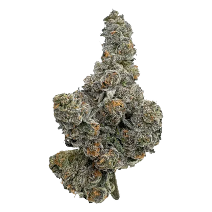 Top-down close-up of a frosty, trichome-covered bud labeled Gastro Pop, showing dense orange pistils and a cone-like shape.