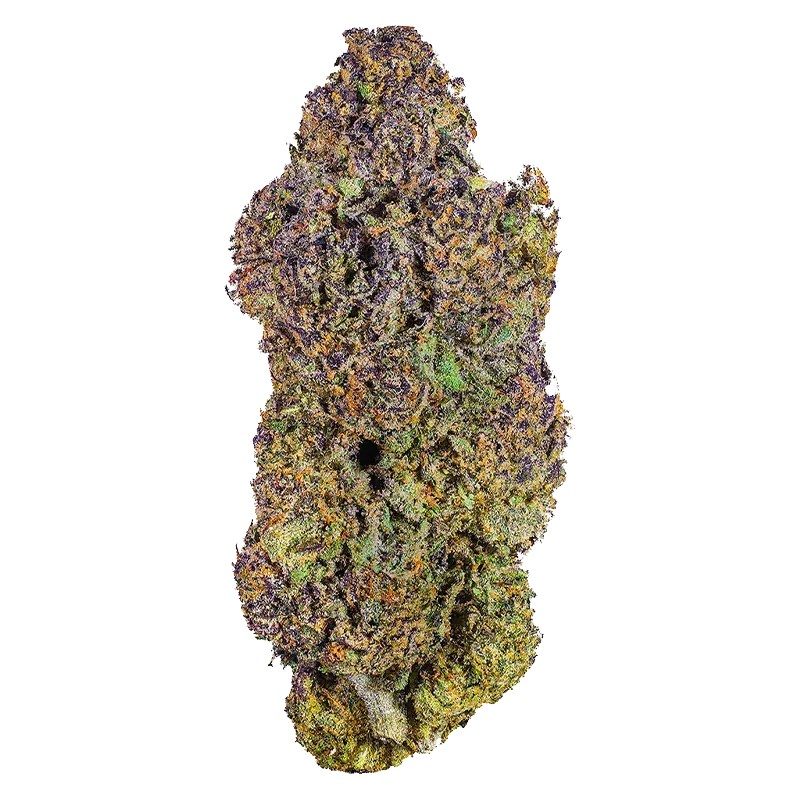 Top-down close-up of a single Royal Dive #6: VantaBlack cannabis bud showing dense purple, green, and orange trichome-covered nugs on a white background