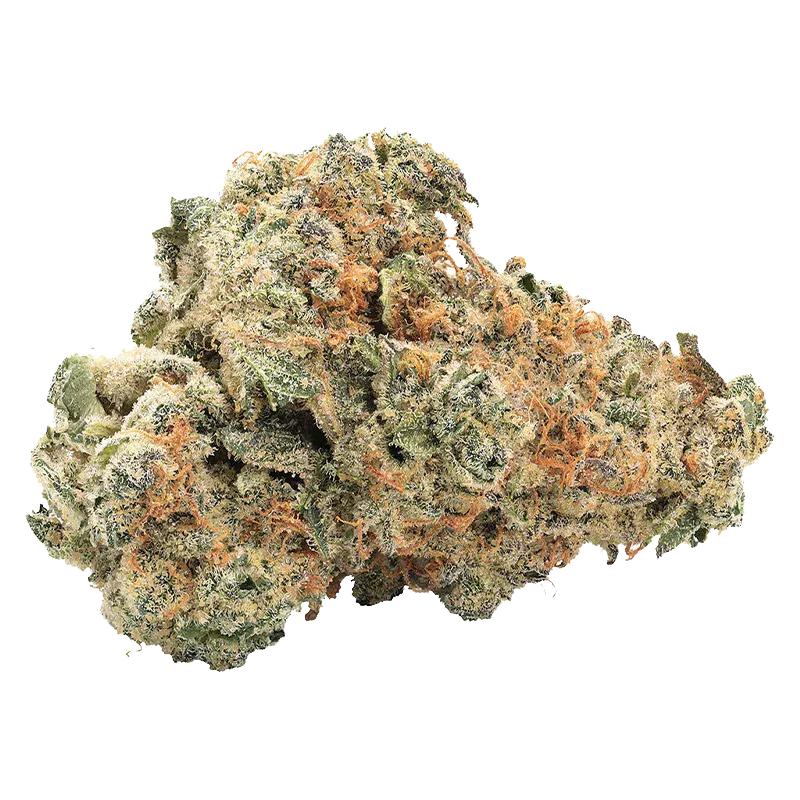 Close-up front view of a frosty, orange-haired bud of GMO Kush Indica against a white background.