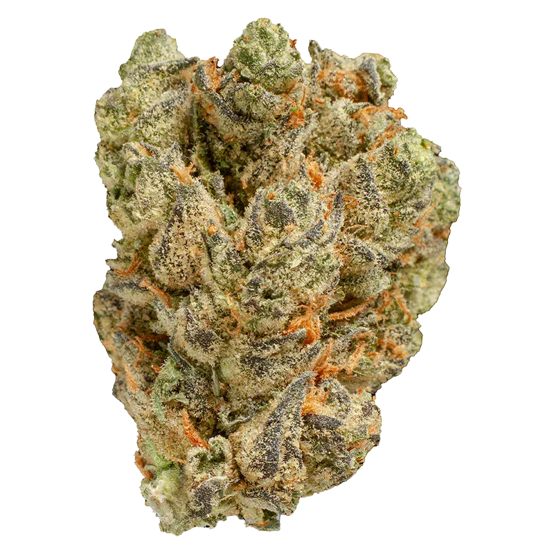 Close-up of a single Peach Tree bud showing dense, frosty trichomes and vibrant orange hairs against a white background
