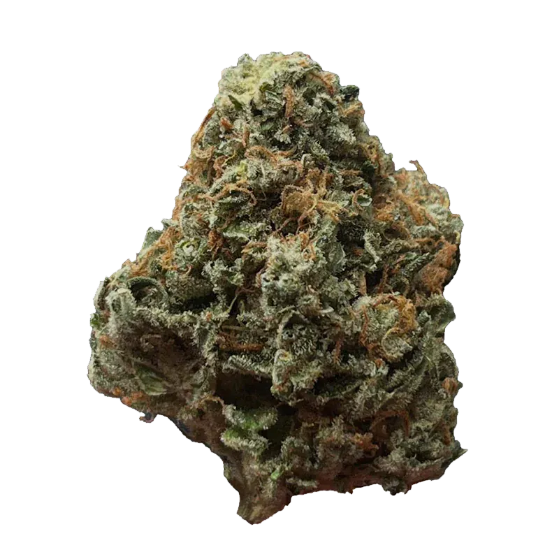 Close-up top-down view of a single dense Green Congo bud showing frosty trichomes and orange pistils against a white background.