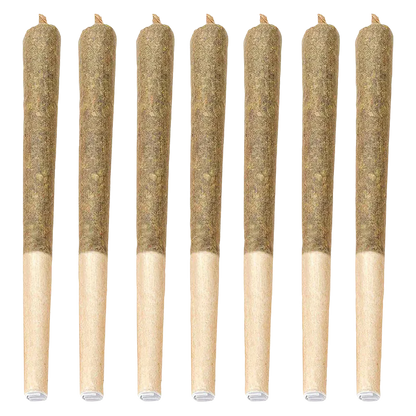 Row of seven upright Dante'z Inferno PR 7 x 0.5 g pre-rolls shown front-on with visible brown paper tips against a white background
