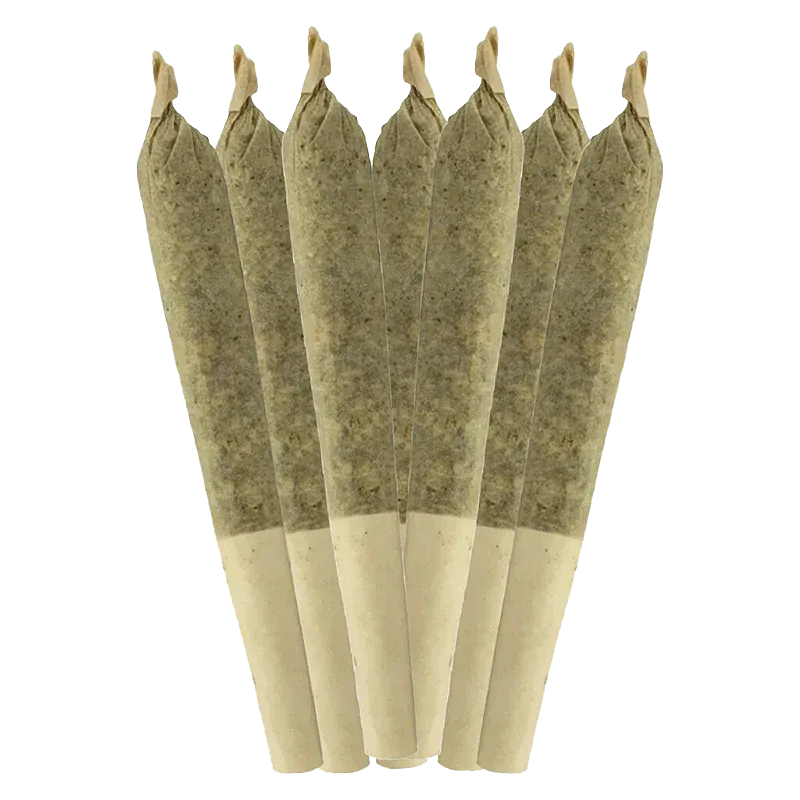 Close-up front view of six cone-shaped pre-rolls arranged fanwise, showing the twisted tips and paper filters of Bluefin Tuna PR 7 x 0.5 g