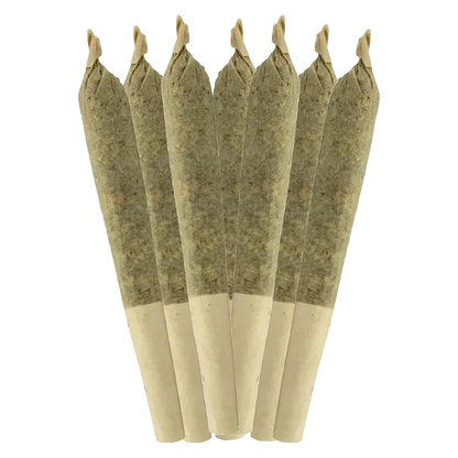 Close-up front view of six cone-shaped pre-rolls arranged fanwise, showing the twisted tips and paper filters of Bluefin Tuna PR 7 x 0.5 g