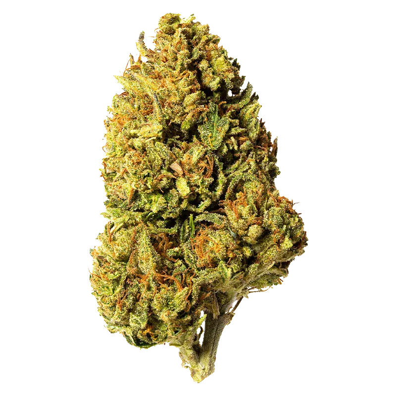 Close-up front view of a single dense cannabis bud labeled Bleuh Light CBD against a plain white background.