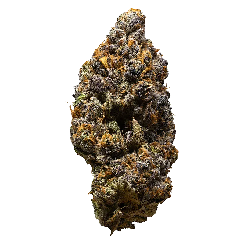 High-resolution close-up of a single "Possum" cannabis bud showing purple-green hues, orange pistils, and frosty trichomes against a white background