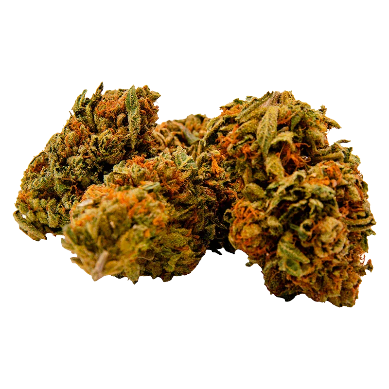 Close-up front view of three Gorilla Zkittlez buds on a white background showing orange hairs and dense green trichome-covered calyxes