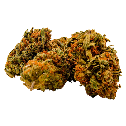 Close-up front view of three Gorilla Zkittlez buds on a white background showing orange hairs and dense green trichome-covered calyxes