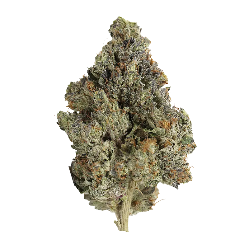 Close-up front view of a single dense Gas Pack cannabis bud showing green, purple, and orange hairs with frosty trichomes.