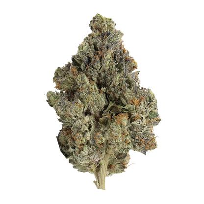 Close-up front view of a single dense Gas Pack cannabis bud showing green, purple, and orange hairs with frosty trichomes.