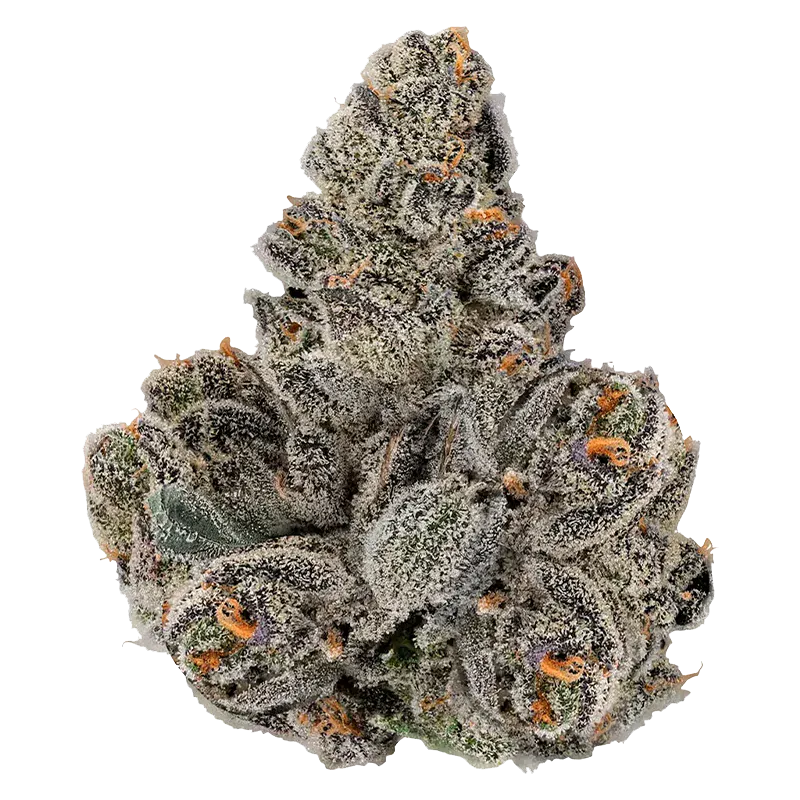 Close-up top-down view of a dense, trichome-covered bud of Gastro Pop with frosty white crystals and orange hairs against a white background
