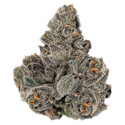Close-up top-down view of a dense, trichome-covered bud of Gastro Pop with frosty white crystals and orange hairs against a white background
