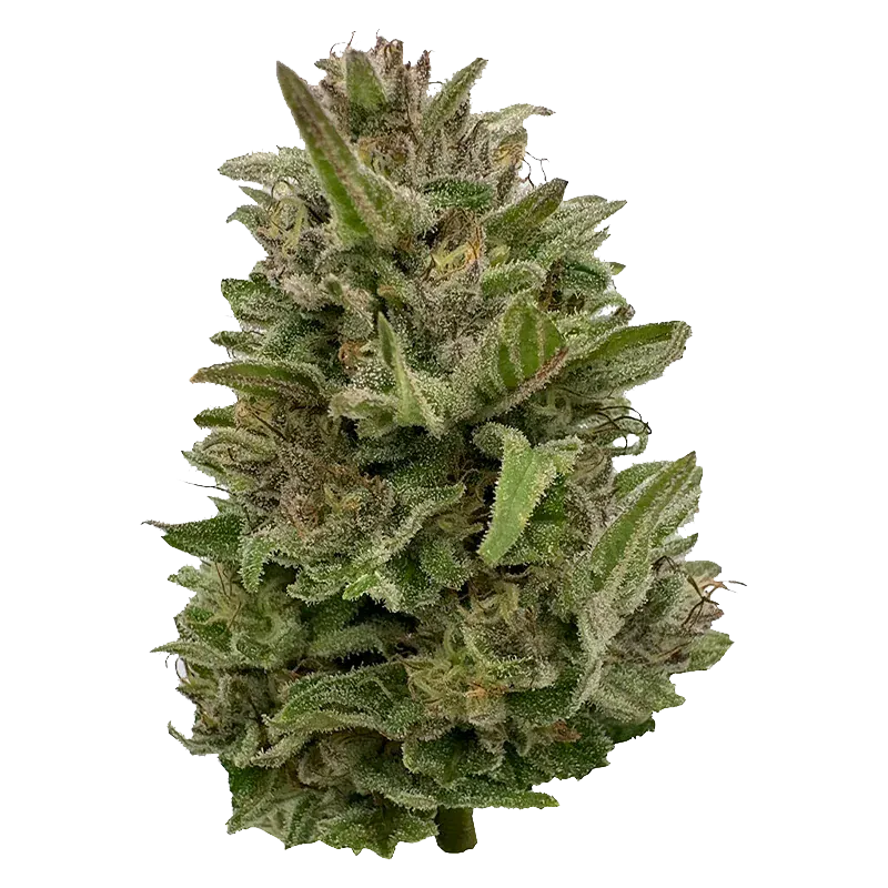 Close-up front view of a frosty green bud of Pretty Chill, showing dense leaves and sparkling trichomes against a white background.