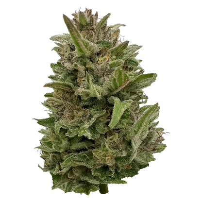 Close-up front view of a frosty green bud of Pretty Chill, showing dense leaves and sparkling trichomes against a white background.