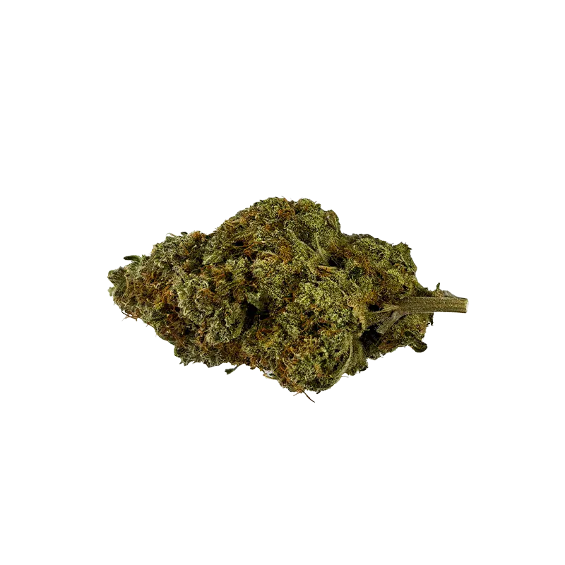 Close-up of a single green and amber bud of Organic Apex Kush shown against a white background, photographed from a slight top-front angle.