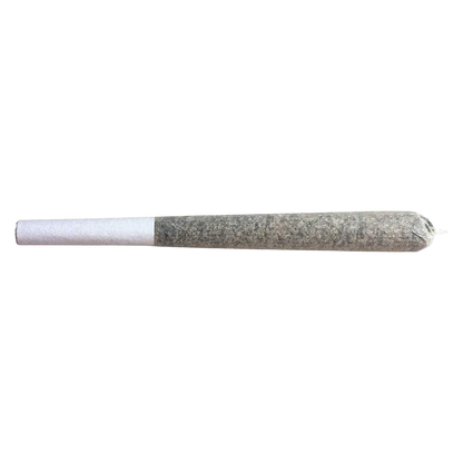 Horizontal close-up of a single rolled "Glazed Apricot Gelato PR 5 x 0.5 g" joint on a white background, showing its white paper filter and twisted tip.
