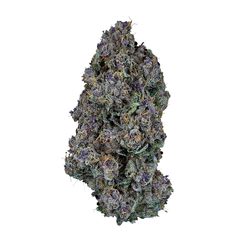 Close-up front view of a dense, frosty purple and green bud of Triangle Queen Petites against a white background.
