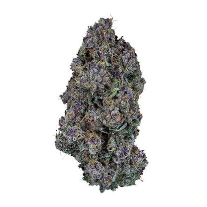 Close-up front view of a dense, frosty purple and green bud of Triangle Queen Petites against a white background.
