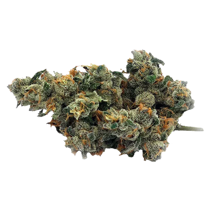 Close-up of a frosty cannabis bud of Bluenose Berry showing green and orange hairs and crystallized trichomes against a white background.