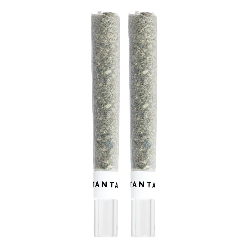 Vertical studio shot of two MAI TAI X ZERO GRAVITY Infused GT PR 2 x 1 g pre-rolls side by side on a white background.