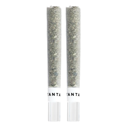 Vertical studio shot of two MAI TAI X ZERO GRAVITY Infused GT PR 2 x 1 g pre-rolls side by side on a white background.