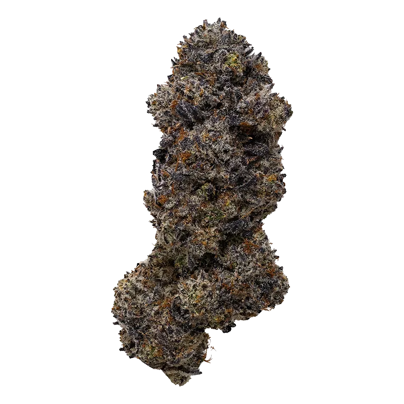 Close-up front view of a single dense "Frisian Dew" bud with frosty trichomes, dark purple leaves and orange pistils against a white background.