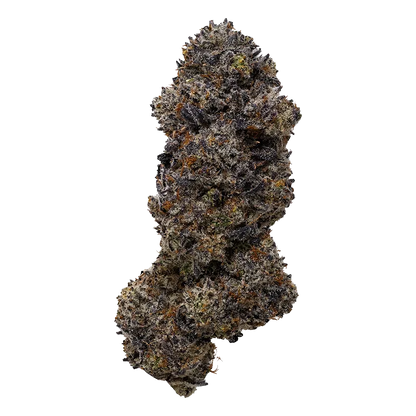 Close-up front view of a single dense "Frisian Dew" bud with frosty trichomes, dark purple leaves and orange pistils against a white background.