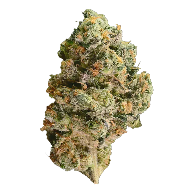 Close-up, three-quarter view of a frosty green and orange cannabis bud labeled Mutant Tire Fire, shown against a plain white background