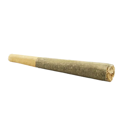 Angled close-up of an Organic Apex Kush PR 1 x 0.5 g pre-roll showing its tapered, paper-wrapped cone and twisted closed tip.