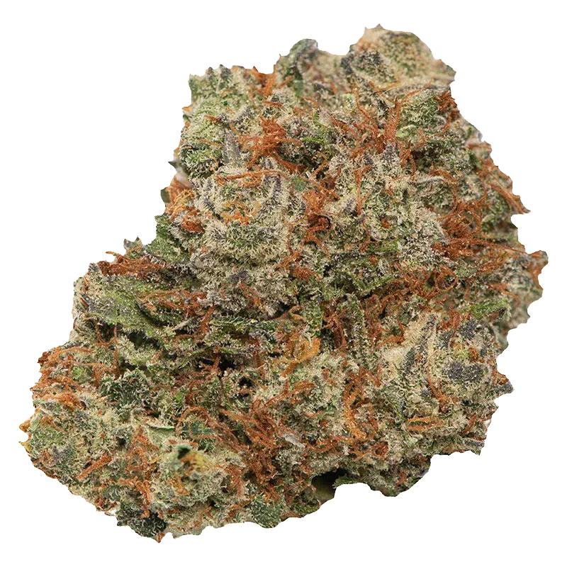 Close-up of a single dense Mary-go-round bud, shown against a white background with frosty trichomes and orange pistils.