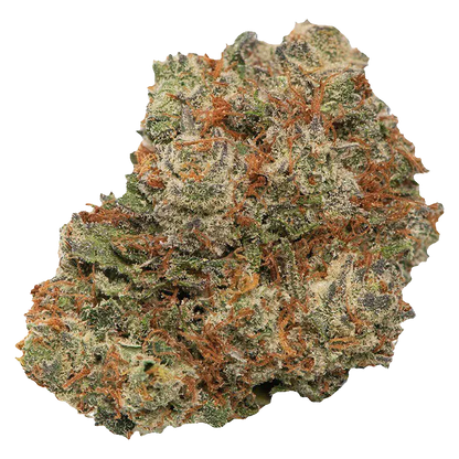 Close-up of a single dense Mary-go-round bud, shown against a white background with frosty trichomes and orange pistils.