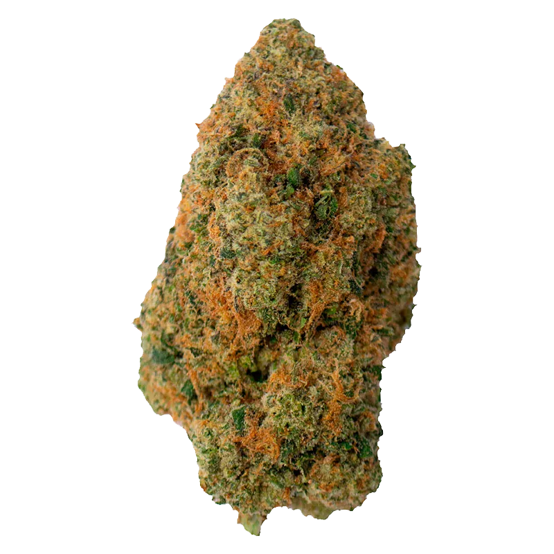 Close-up front view of a single Gas Pack bud showing dense green and orange trichome-covered texture against a white background