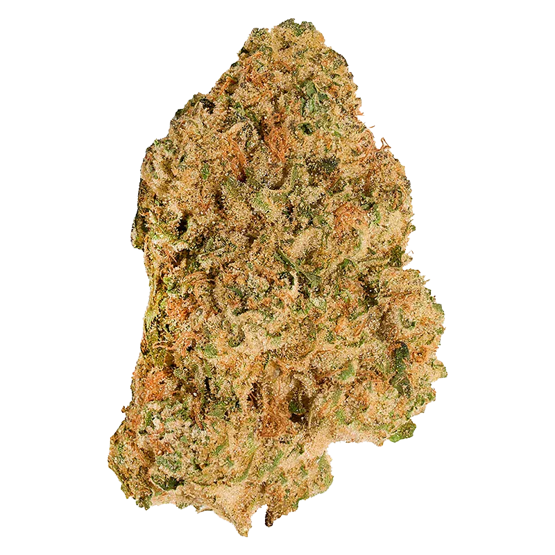 Top-down close-up of a single dense "Neon Lotus" bud showing orange hairs and frosty trichomes against a white background